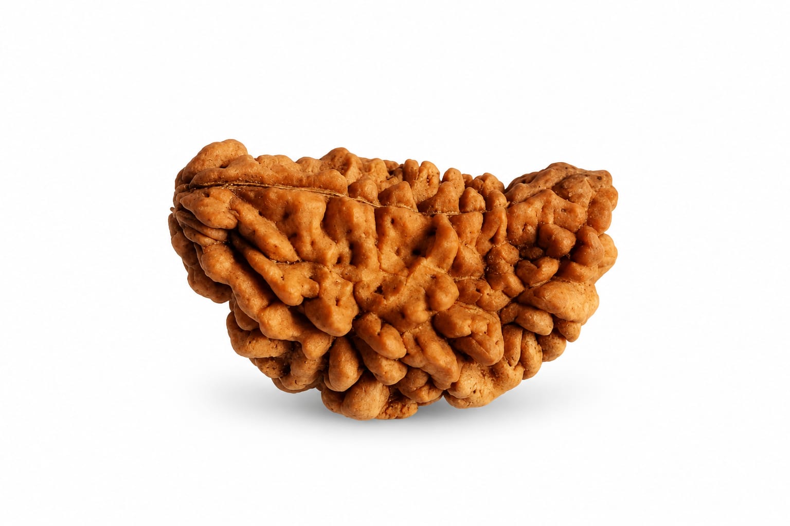 🕉️ 1 Mukhi Rudraksha ( Nepali Beads)