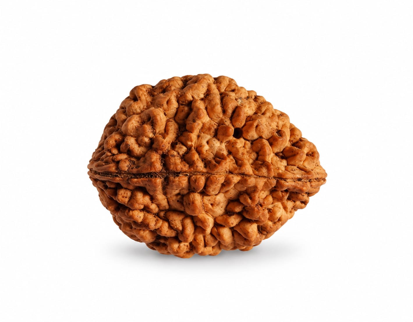 🕉️ 2 Mukhi Rudraksha ( Nepali Beads)