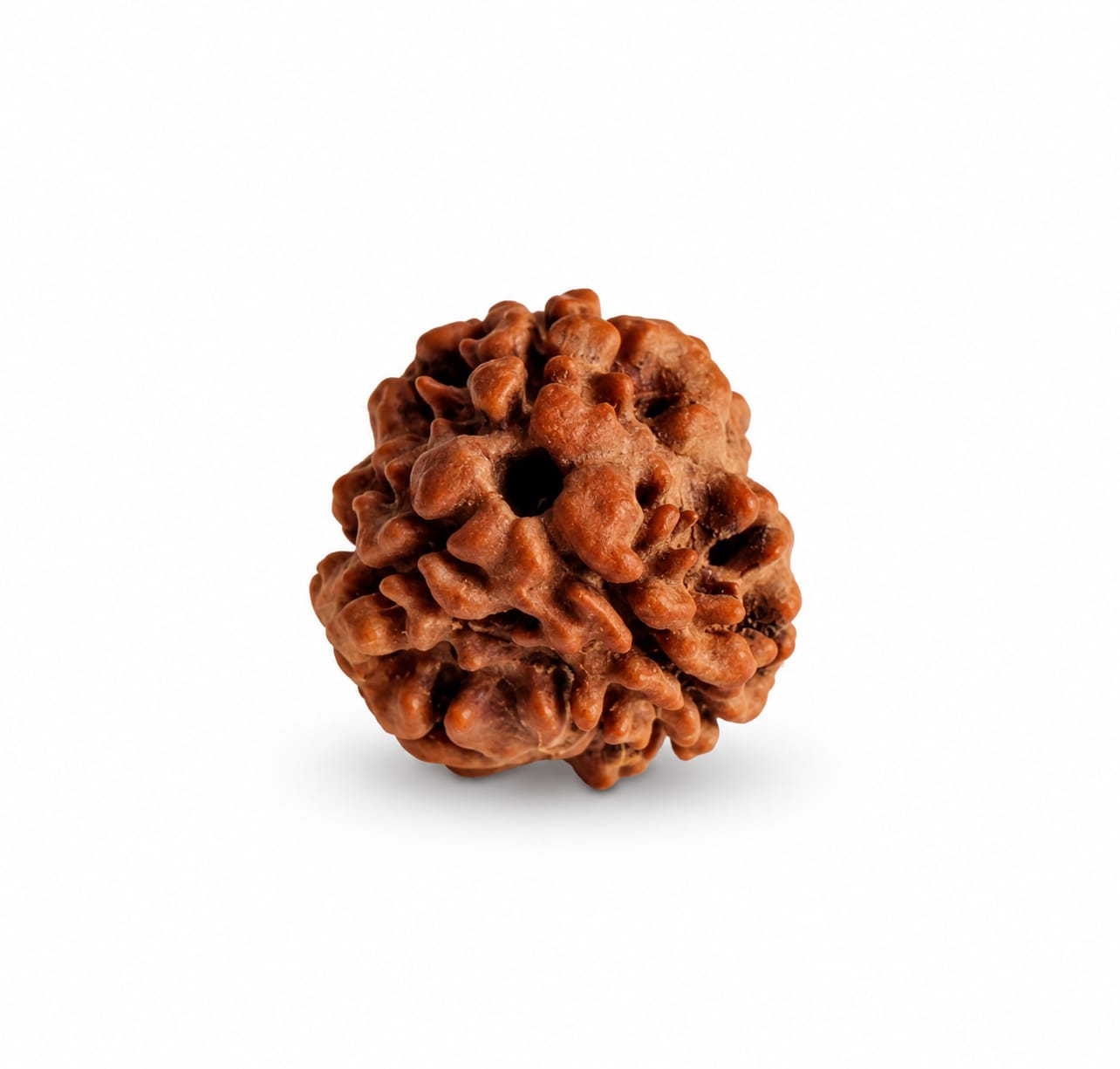 🕉️ 3 Mukhi Rudraksha ( Nepali Beads)