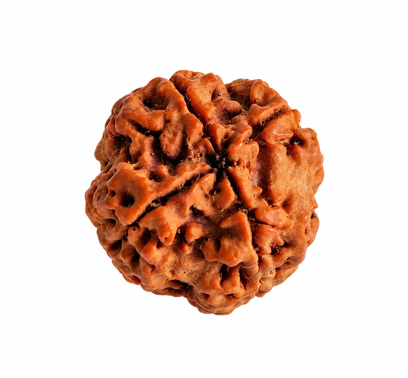 🕉️ 4 Mukhi Rudraksha ( Nepali Beads)