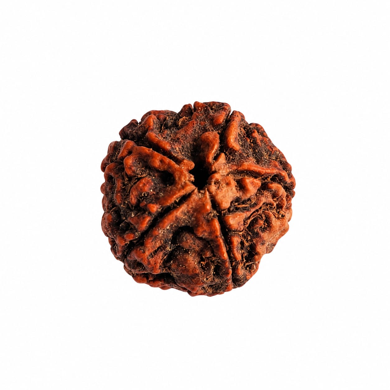🕉️ 5 Mukhi Rudraksha ( Nepali Beads)