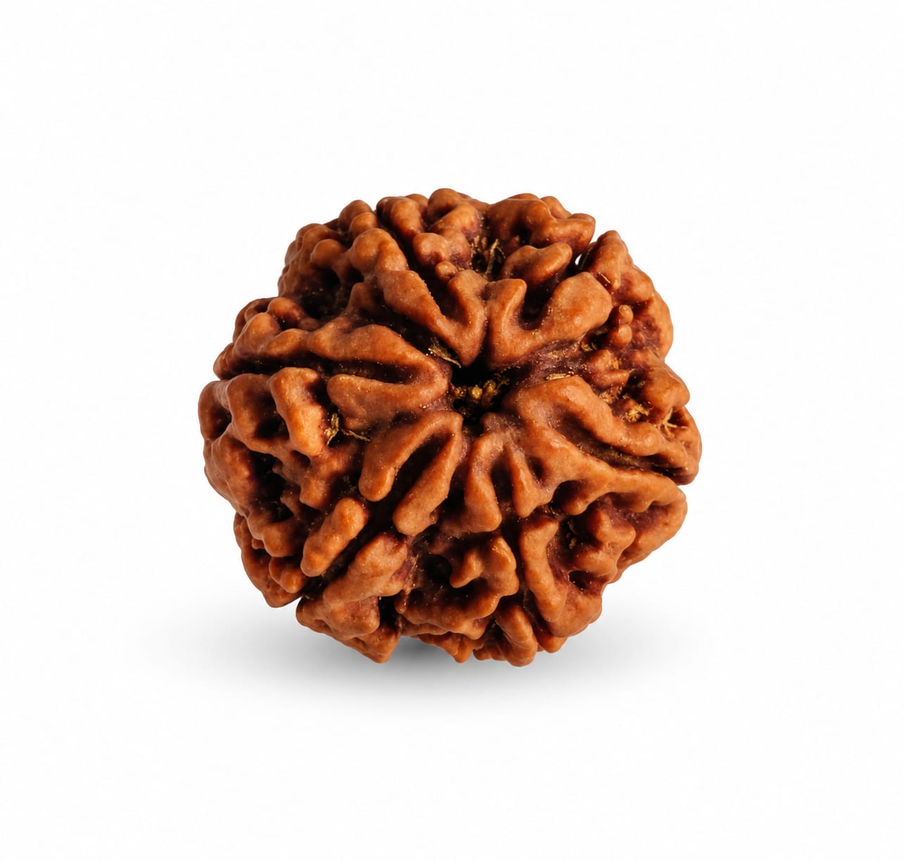 🕉️ 6 Mukhi Rudraksha ( Nepali Beads)
